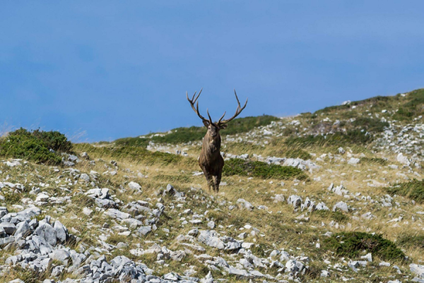 Deer in Valle Lunga, National Park of Abruzzi