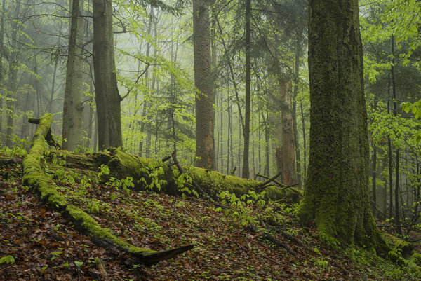 Natural character forests of the Roztocze NP (photo by Paweł Marczakowski)