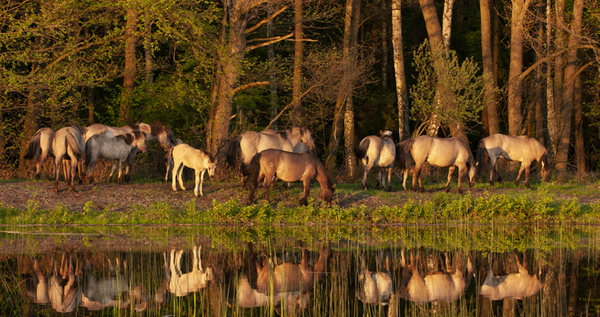 Koniks in the breeding reserve in the vicinity of the Echo ponds(photo by Paweł Marczakowski)