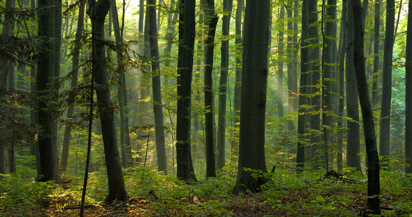 Beech forests overgrowth tops of the hills(photo by Paweł Marczakowski)