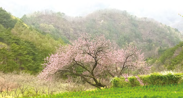 강원도 영월군 북면 마차리