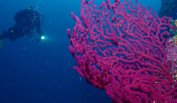 fotke za clanak Diving