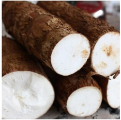 유카(Yuca)