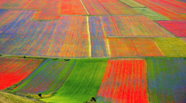 Castelluccio di Norcia – Fioritura