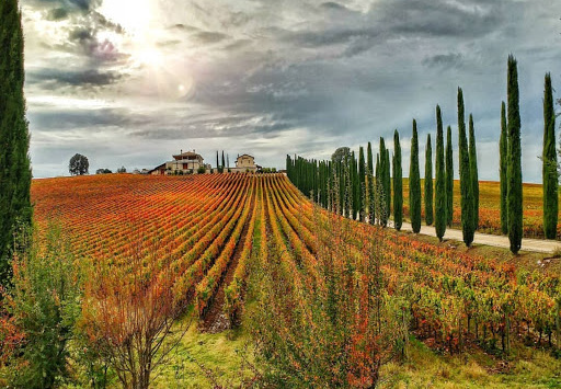 Montefalco - vineyard view of Sagrantino wine