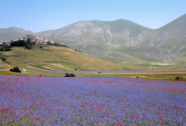 Castelluccio di Norcia – Fioritura