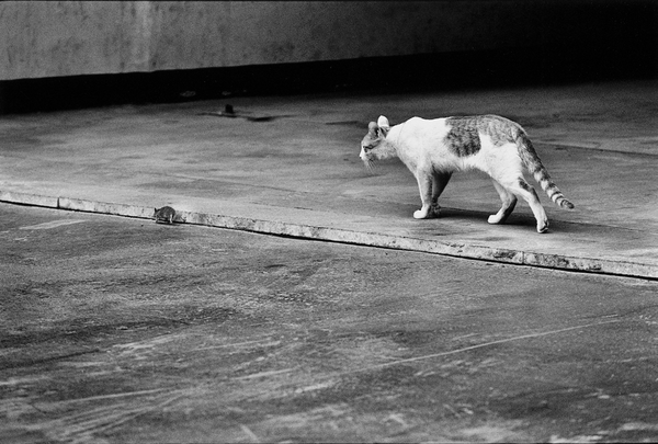 케이티김, 압구정-쥐를 따라가는 고양이, 서울, 1996