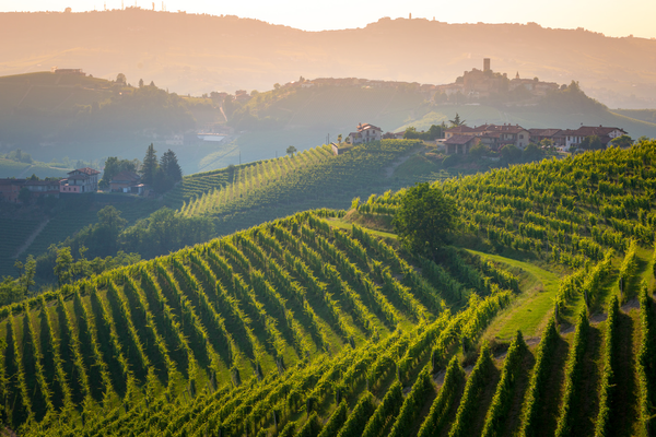 Langhe- The country side of wine Barolo - Barbera - Nebiolo