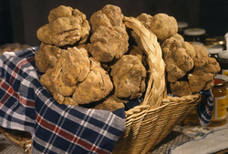 White Truffle of Albar