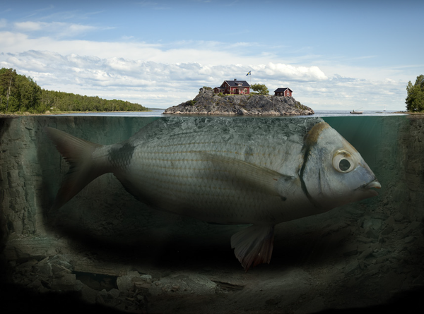 ⓒ 2019 Erik Johansson - Ifishy island