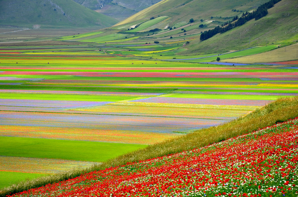 Castelluccio di Norcia – Fioritura