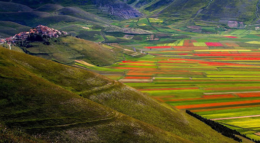 Castelluccio di Norcia – Fioritura