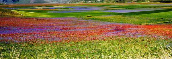 Castelluccio di Norcia – Fioritura