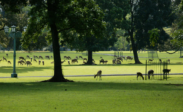 보고르대통령궁 정원
