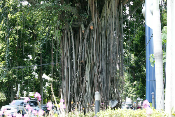 보고르식물원의 수목