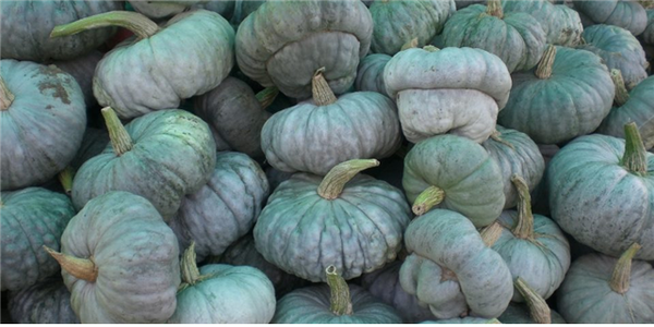 Priest’s Hat Pumkin from Mantua