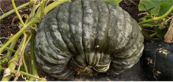 Priest’s Hat Pumkin from Mantua