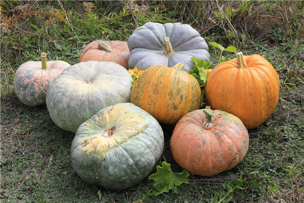 Different types of pumpkins from the Mantua countryside
