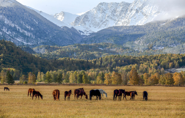 알타이의 가을 풍경