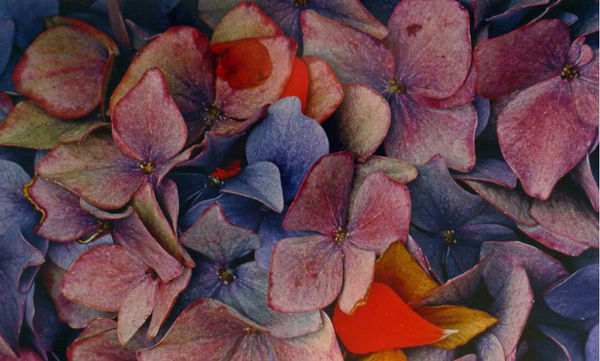 ⓒ Ernst Haas Estate, Courtesy Les Douches la Galerie