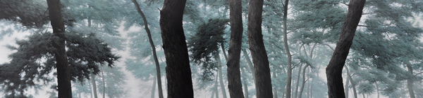 도성욱, Condition-Light, 캔버스에 유채, 500×120cm, 2009