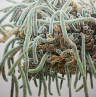 Cactus No.57, 캔버스에 유채, 189.5×190cm, 2011