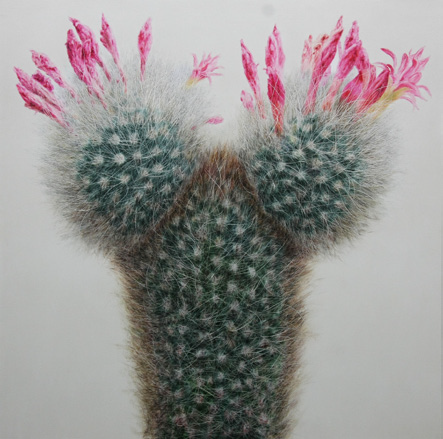 2. Cactuos. 6N1, 캔버스에 유채, 100×100cm, 2011