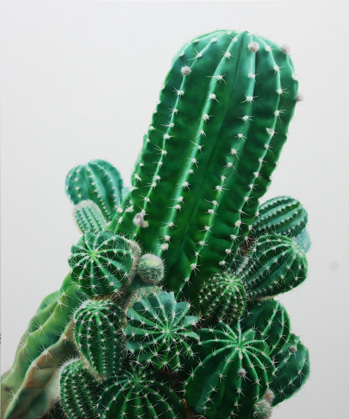 6. Cactus No.65버, 캔스에 유채, 120×100cm, 2011