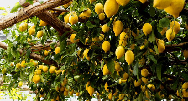 Typical “Limonaia” in Amalfi