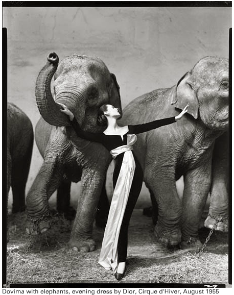 avedon_dovima_elephants