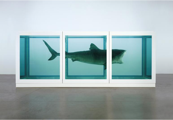 The Physical Impossibility of Death in the Mind of Someone Living_Damien Hirst(1991)