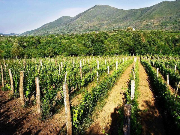 Falerno del Massico vineyards. Mount Massico, Campania region, Italy.