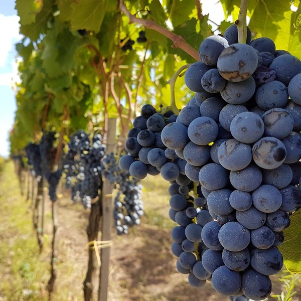 Falerno del Massico red grape Aglianico and Primitivo