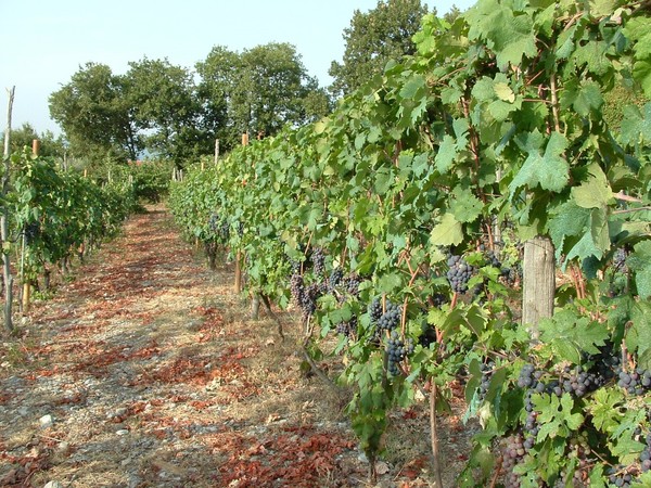 Falerno del Massico vineyards. Mount Massico, Campania region, Italy