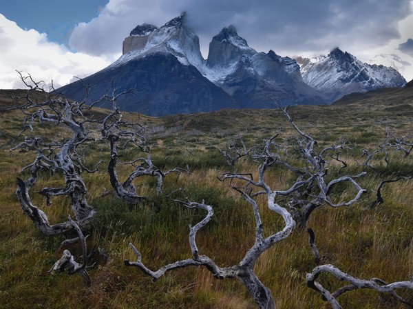 marc-thunis-Burnt trees in Patagonia