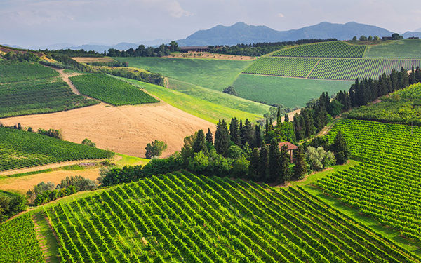 Toscana region. Chianti hills with vineyards
