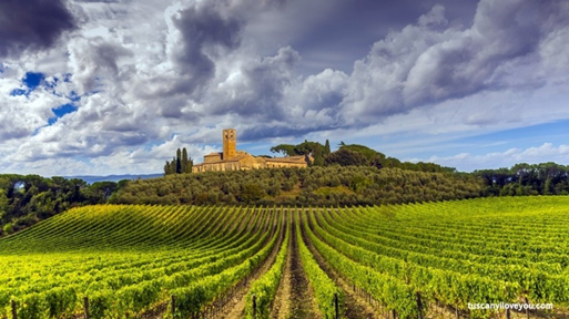 Toscana region. Chianti vineyards