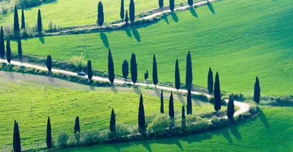 Classic rural Toscana road with cypress trees