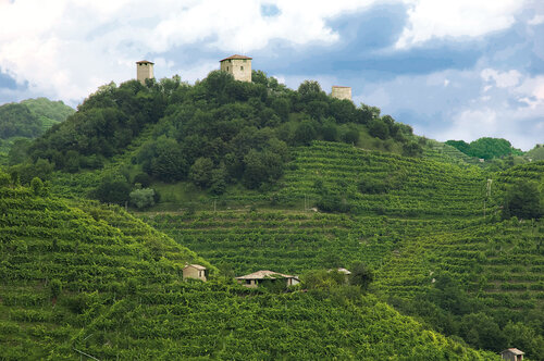강 북쪽 와인 재배지역