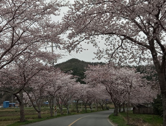 금곡사 가는 길 봄 풍경