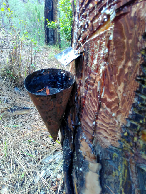 Pine resin extraction