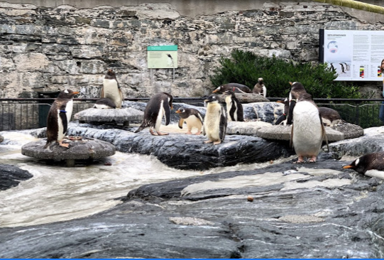 Aquarium, Akvariet i Bergen