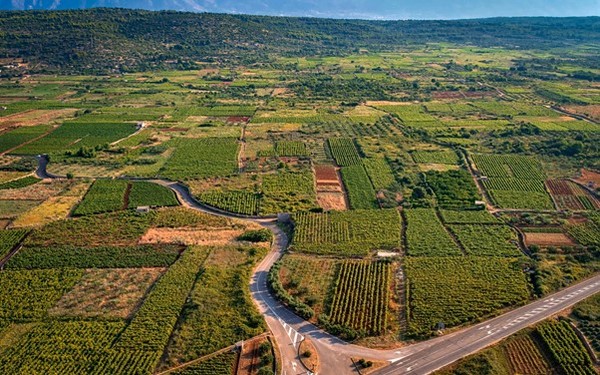 Stari Grad Plain. The world’s oldest cultivated vineyard. Hvar island, Croatia