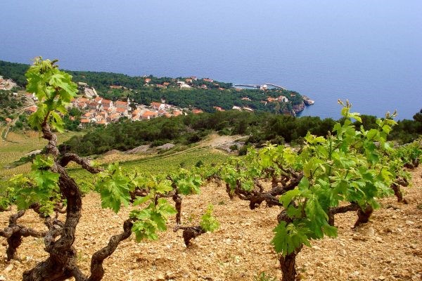 Vineyards in Hvar Island, Croatia