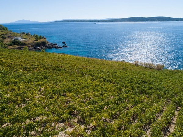 Vineyards in Hvar Island, Croatia