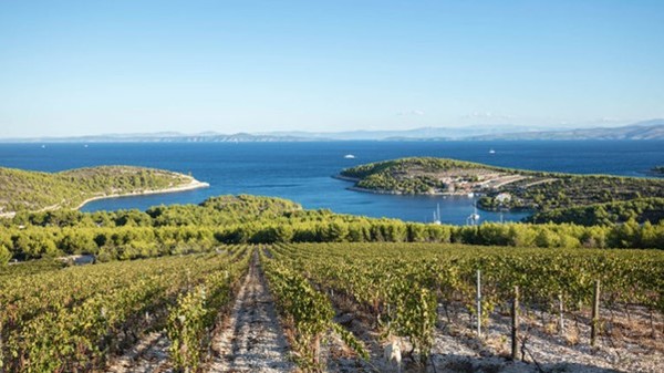 Vineyards in Hvar Island, Croatia