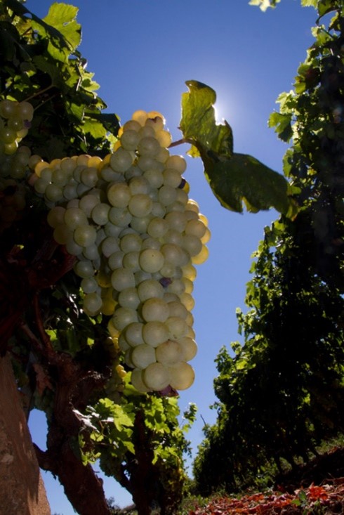 White grape vineyard. Hvar Island, Croatia