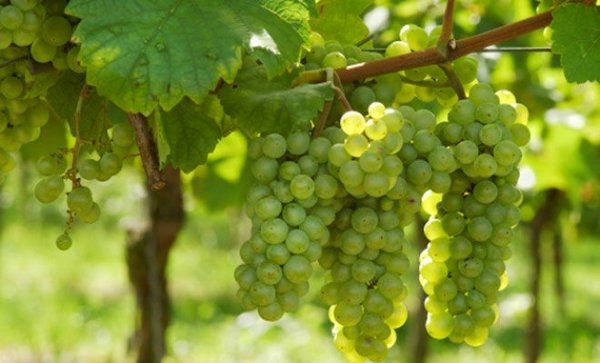 Grk white grape. Korčula island, Croatia