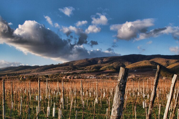 Graševina vineyards. Slavonia region, Croatia