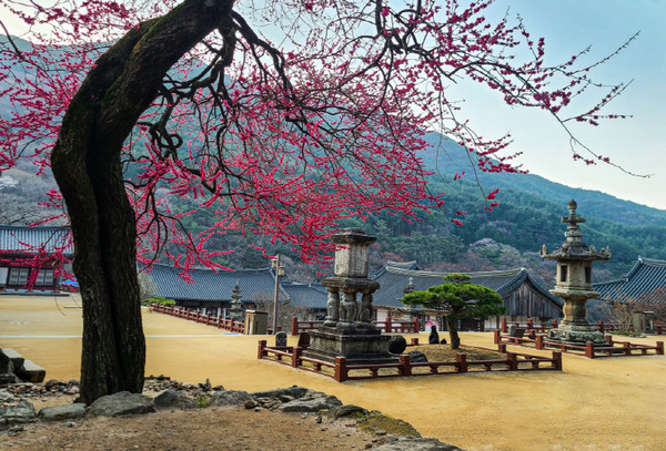 홍매화 사진전 수상작